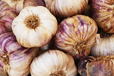 Fresh red and purple garlic bulbs for export
