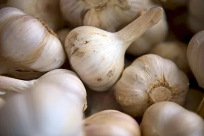Fresh white garlic for international wholesale supply