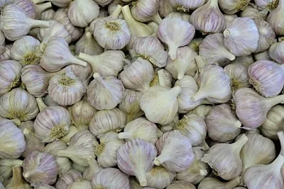 Freshly harvested garlic bulbs
